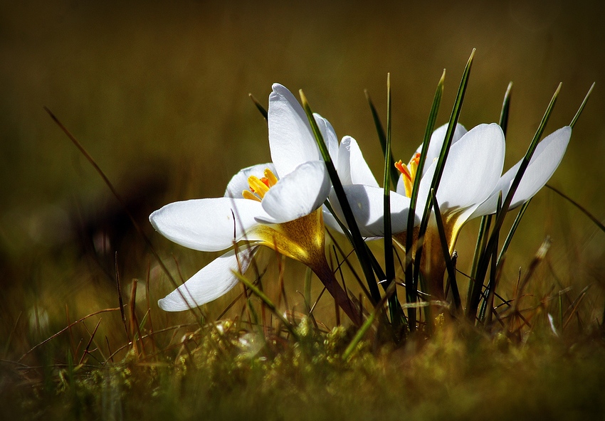 Krokus sonnendurchflutet