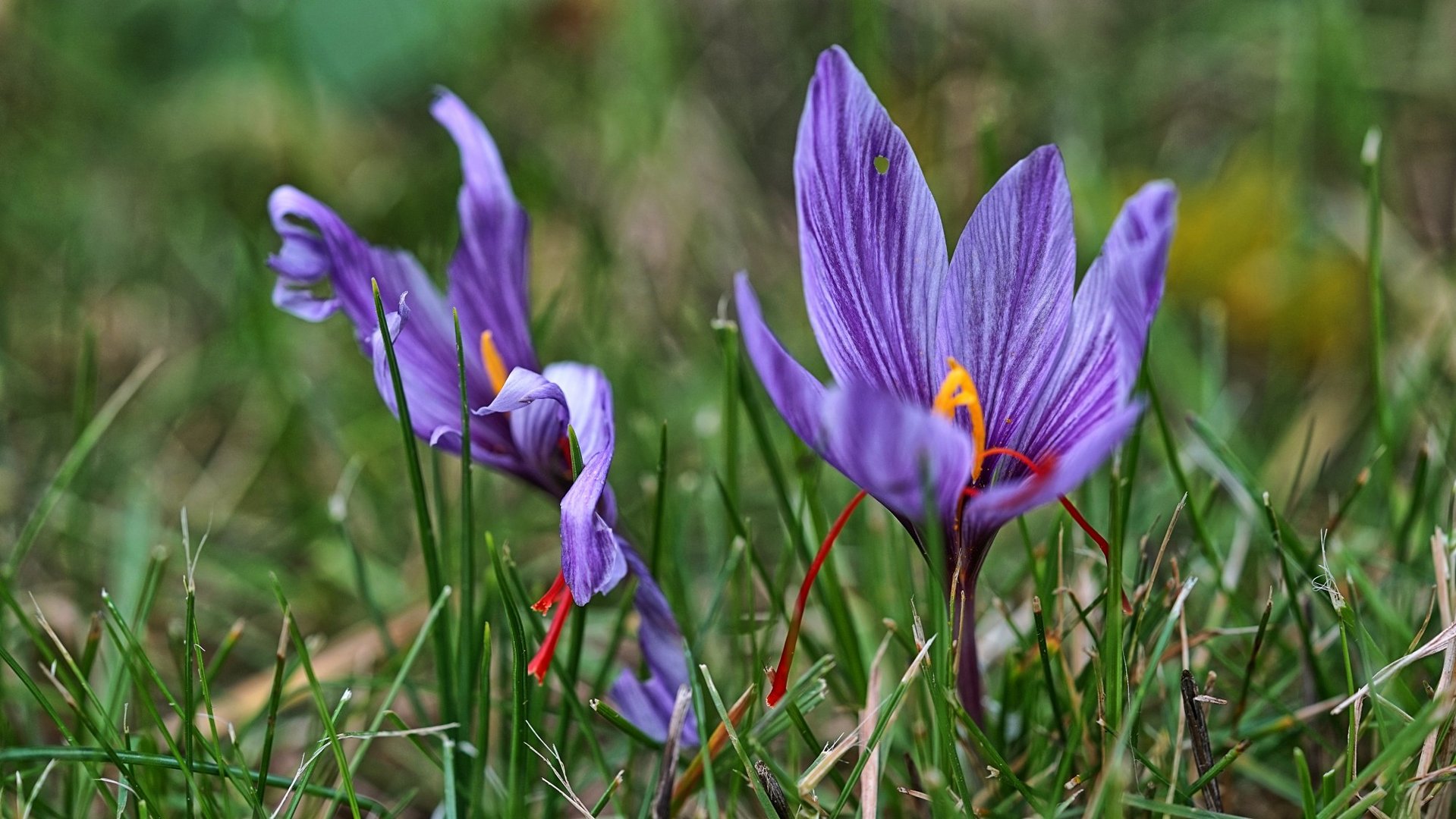 Krokus Spätstarter