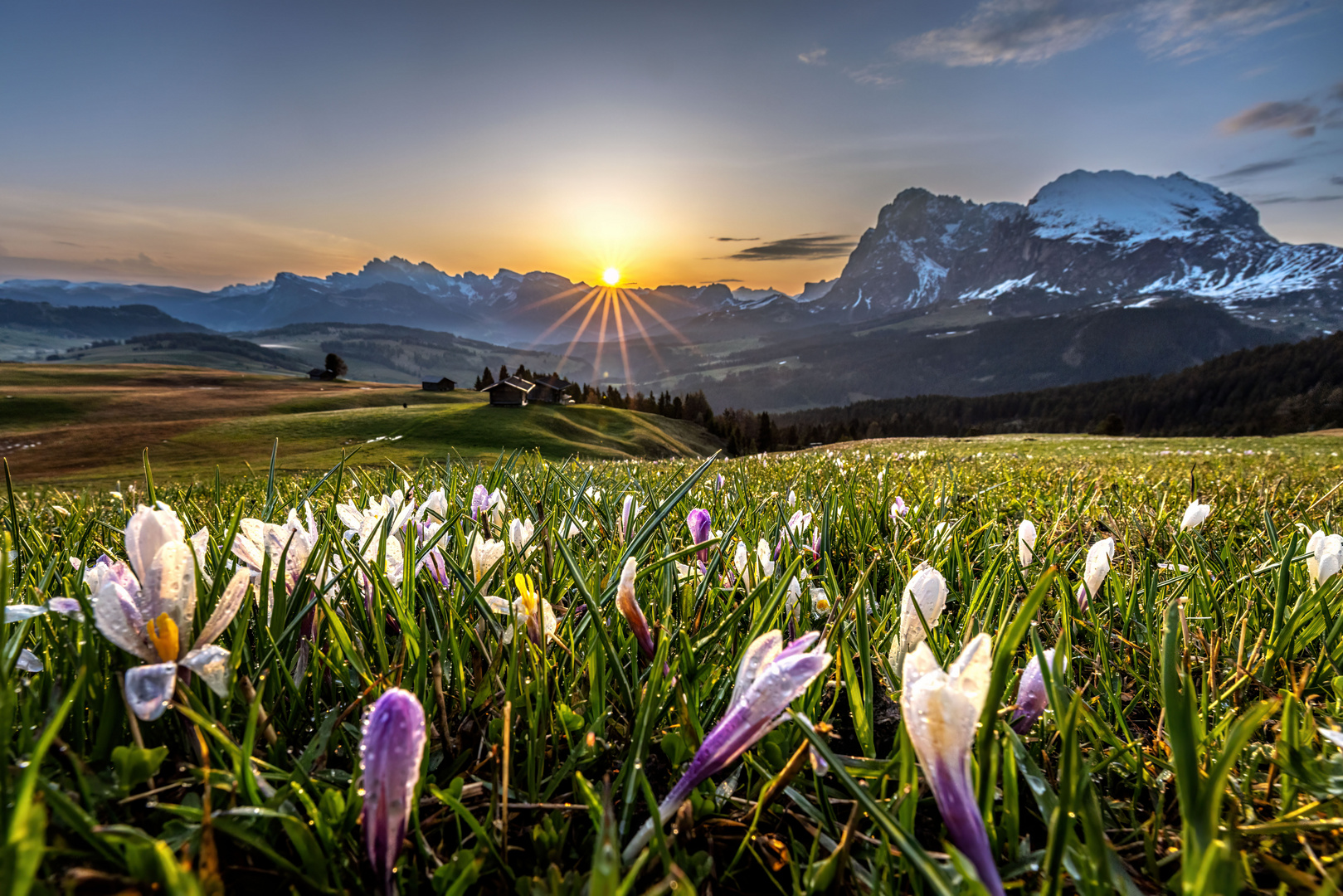 KROKUS SUNRISE II