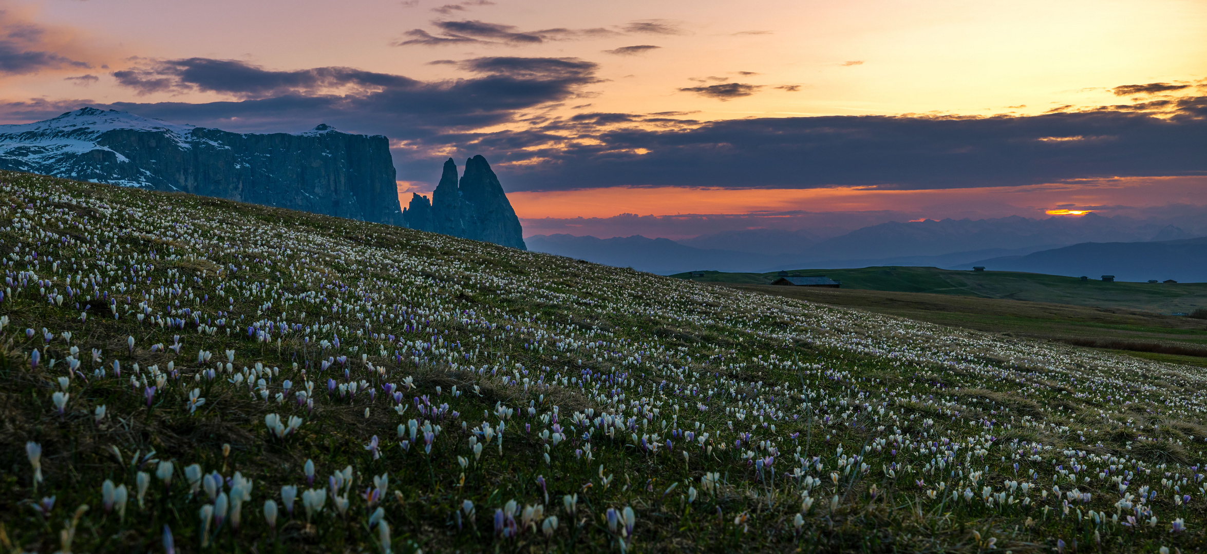 KROKUS SUNSET