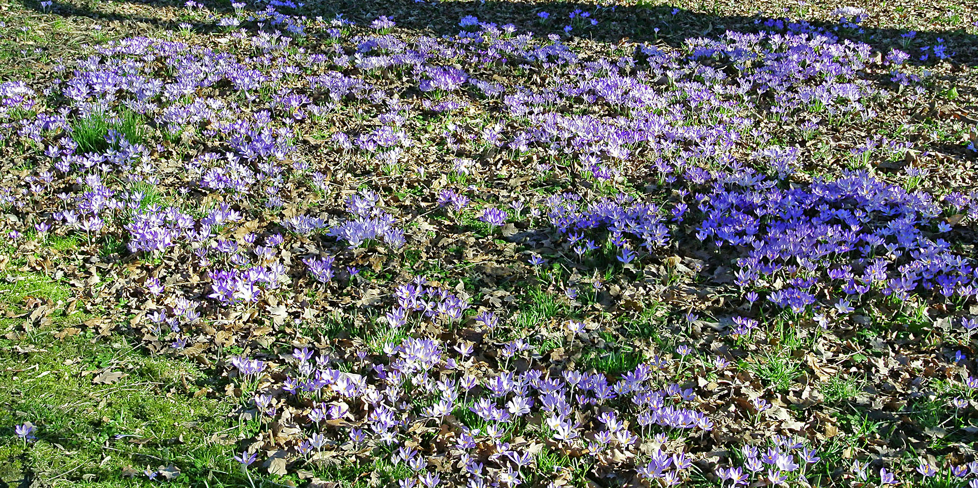 Krokus-Teppich im botanischen Garten der Universität Bonn