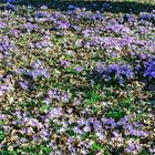 Krokus-Teppich im botanischen Garten der Universität Bonn