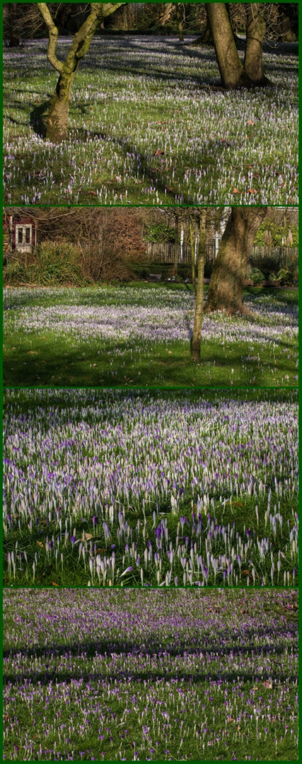 Krokus-Teppiche..