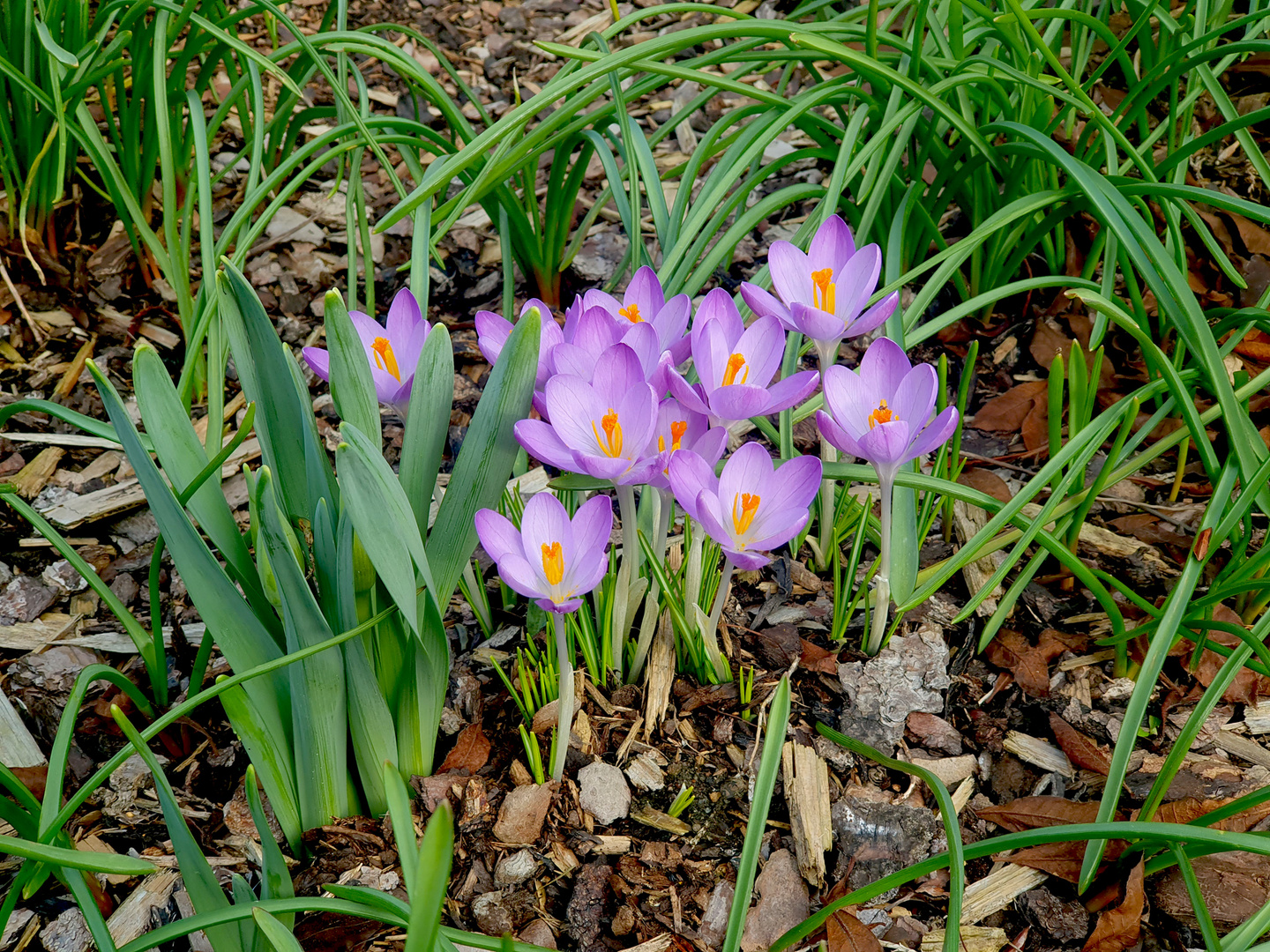 Krokus trifft Narzisse**