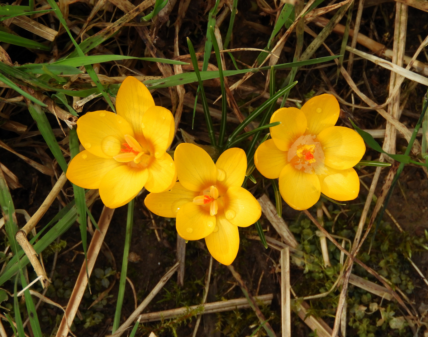 Krokus Trio