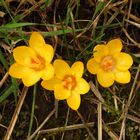 Krokus Trio