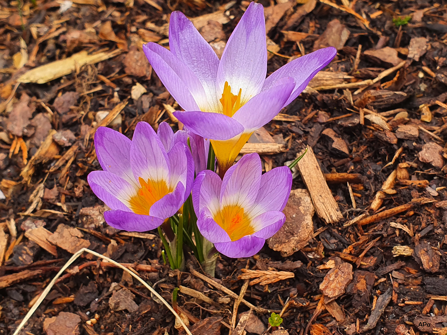 Krokus-Trio