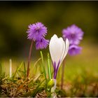 Krokus und Alpensoldanelle