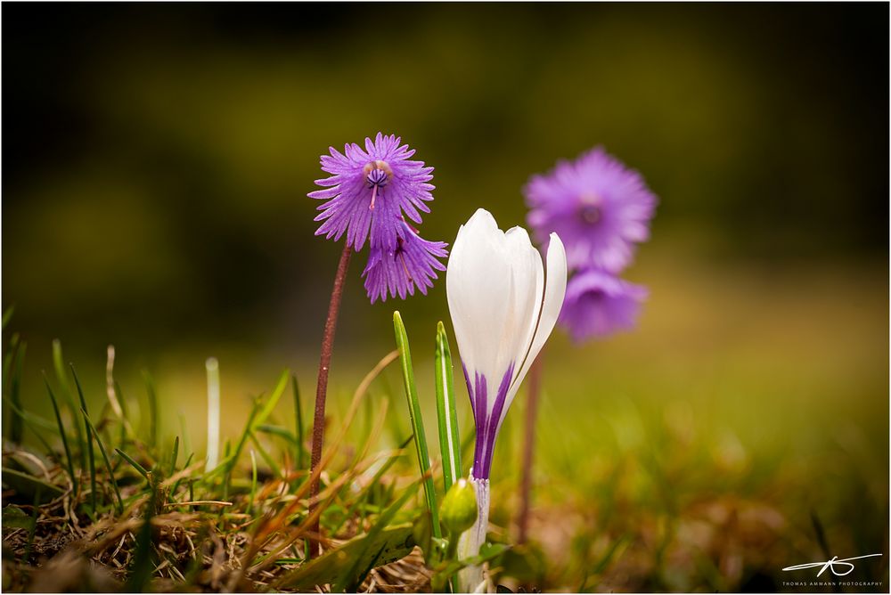 Krokus und Alpensoldanelle