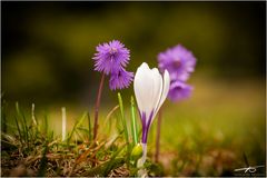 Krokus und Alpensoldanelle