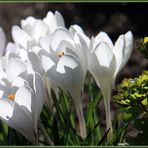 Krokus und Austrieb von einer Akelei