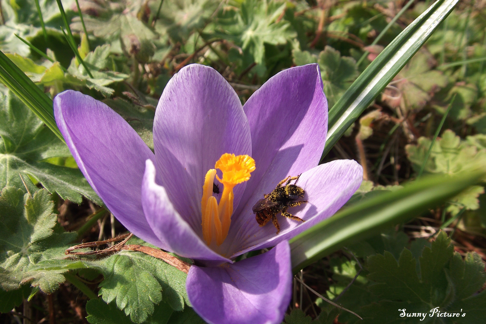 Krokus und Bienchen