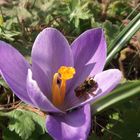 Krokus und Bienchen