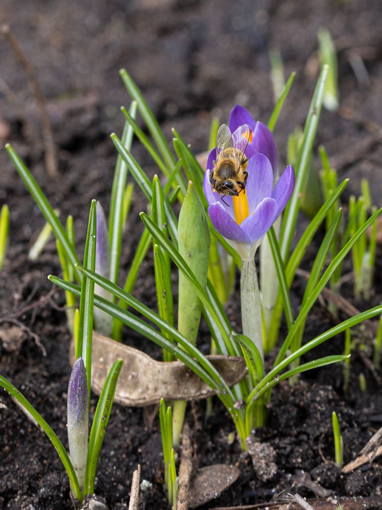 Krokus und Biene-0554-2