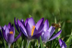 Krokus und Biene (1)