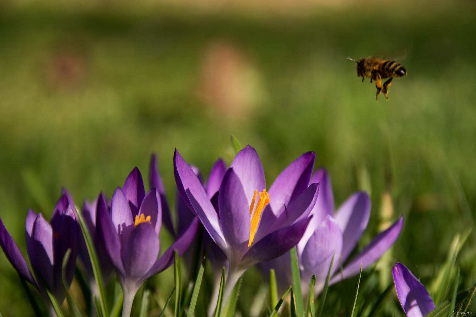 Krokus und Biene (2)