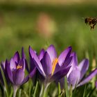 Krokus und Biene (2)