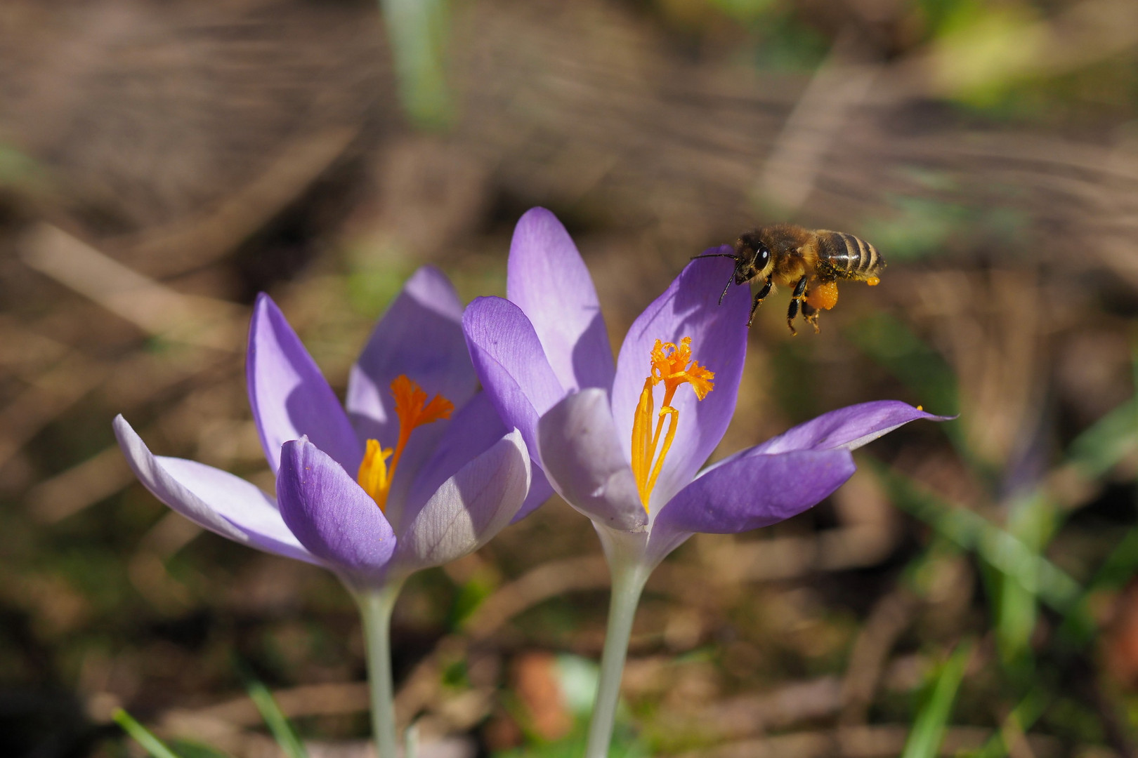 Krokus und Bienen