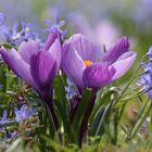 Krokus und Blaustern (Scilla)