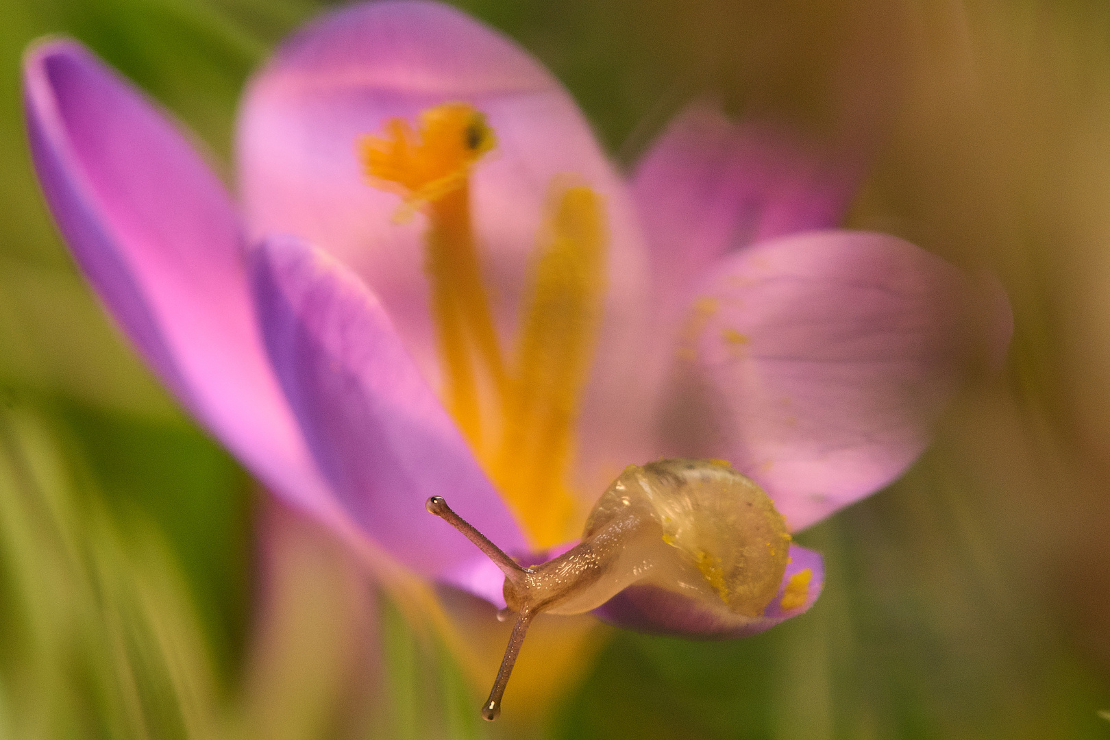 Krokus und der Besucher...........