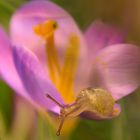 Krokus und der Besucher...........