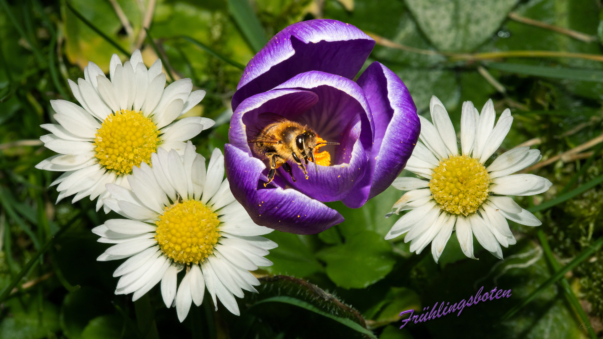 Krokus und Gänseblümchen