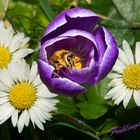 Krokus und Gänseblümchen