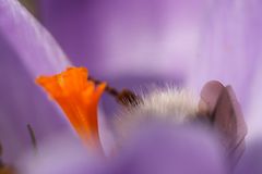 Krokus und Hummel