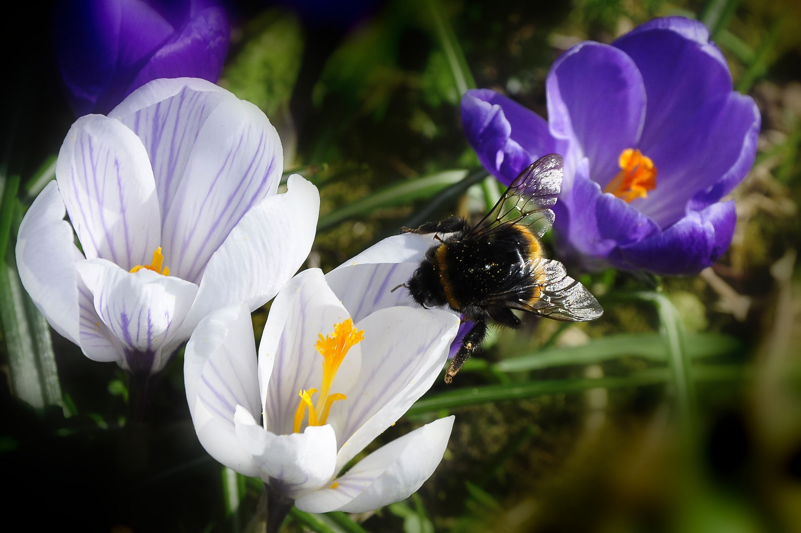 Krokus und Hummel