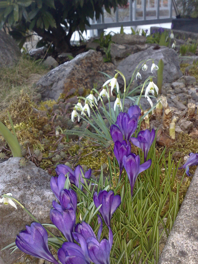 Krokus und Schneeglöckchen