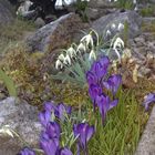 Krokus und Schneeglöckchen