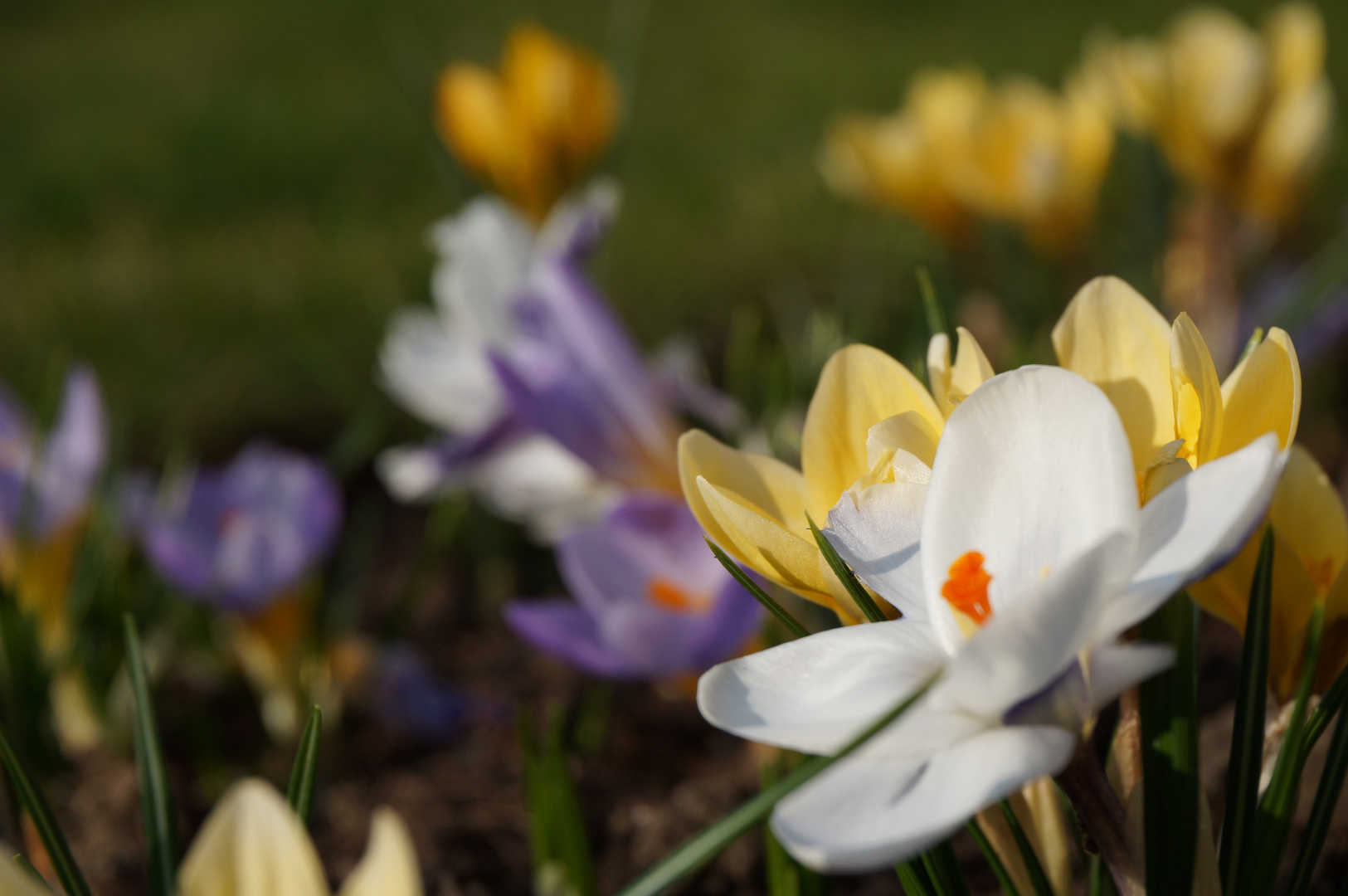 Krokus unscharf