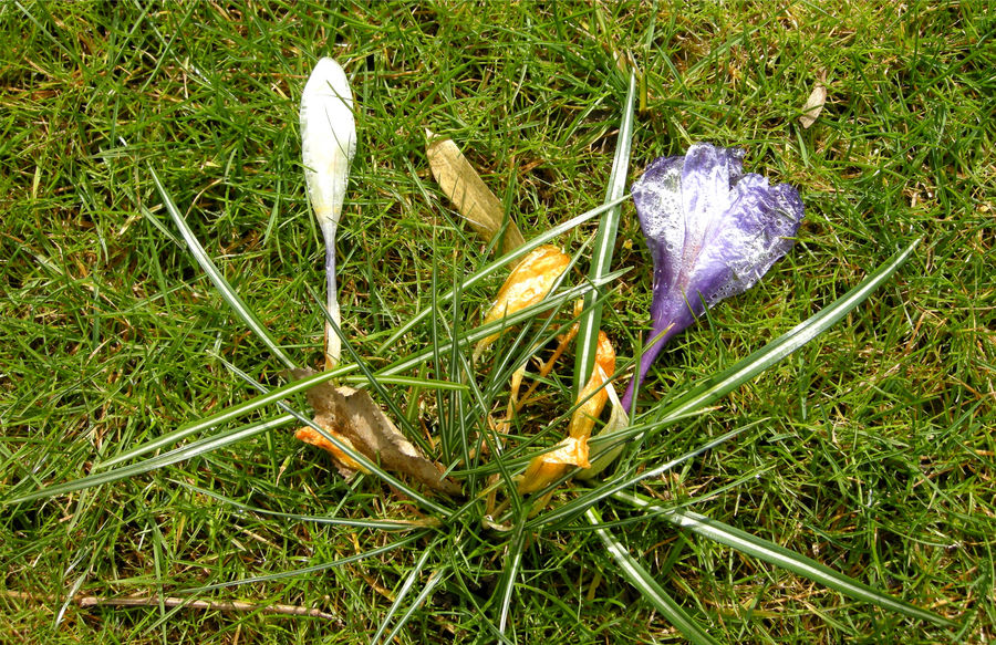 Krokus verblüht