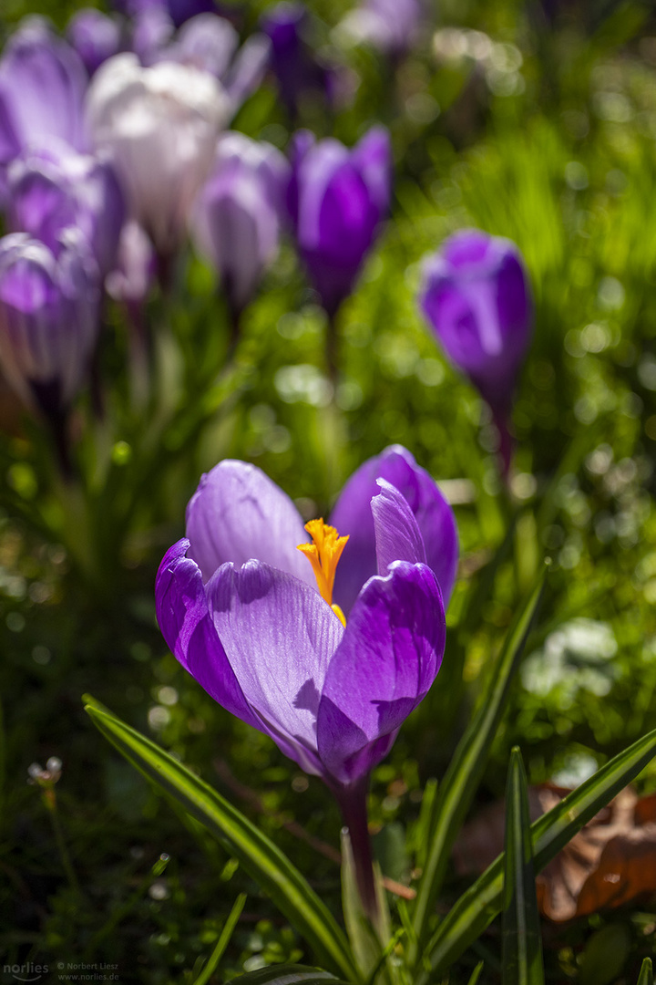 Krokus violet