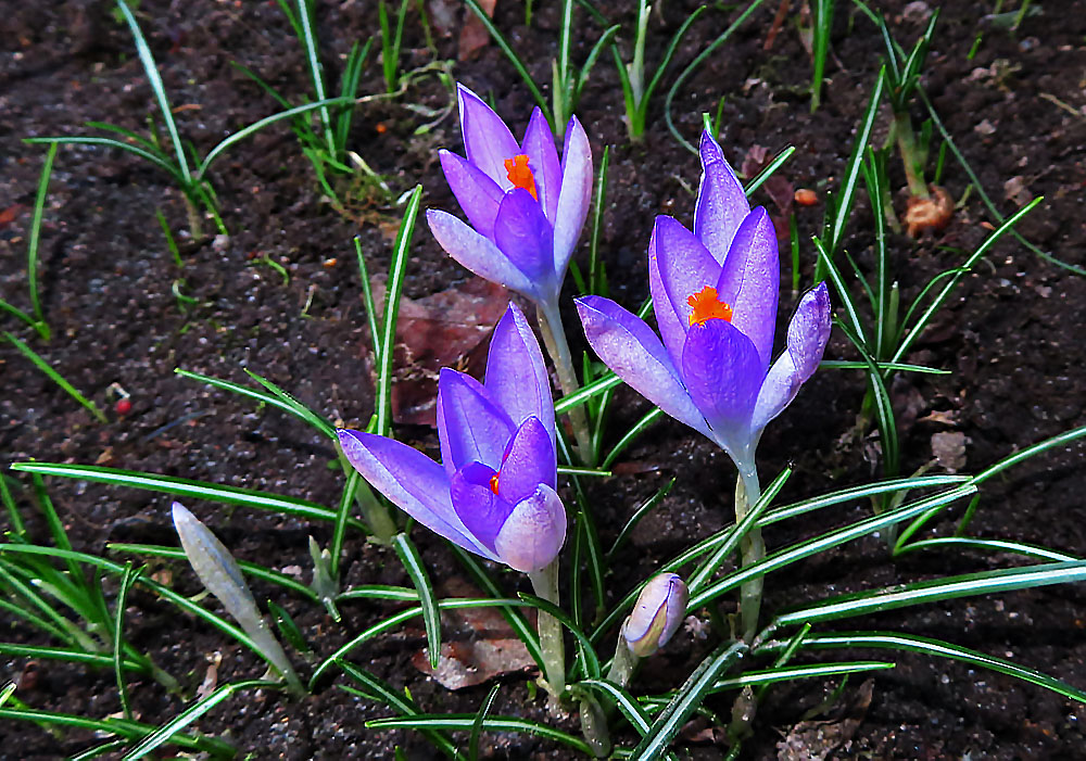 Krokus vom heutigen Tag