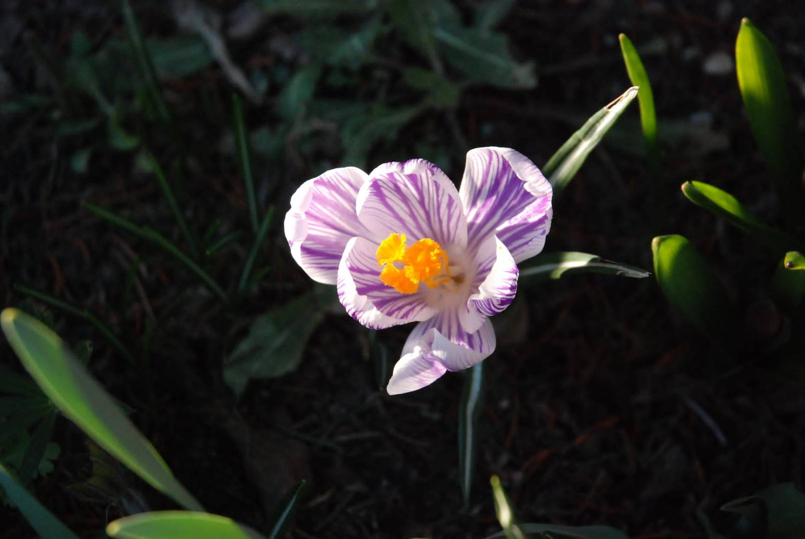 Krokus von der Sonne beleuchtet auf dunklem Hintergrund. 