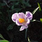 Krokus von der Sonne beleuchtet auf dunklem Hintergrund. 