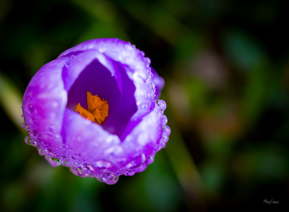 Krokus von oben