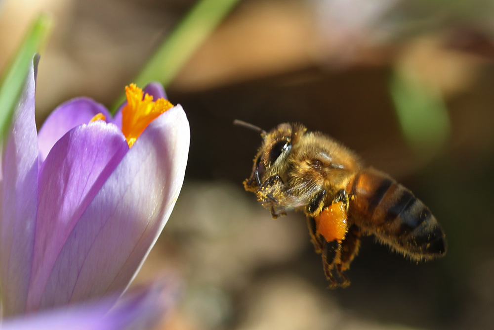 Krokus vor Augen