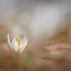 Krokus vor Schneerest