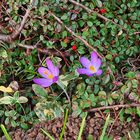 Krokus vs. Cotoneaster