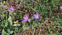 Krokus vs. Cotoneaster