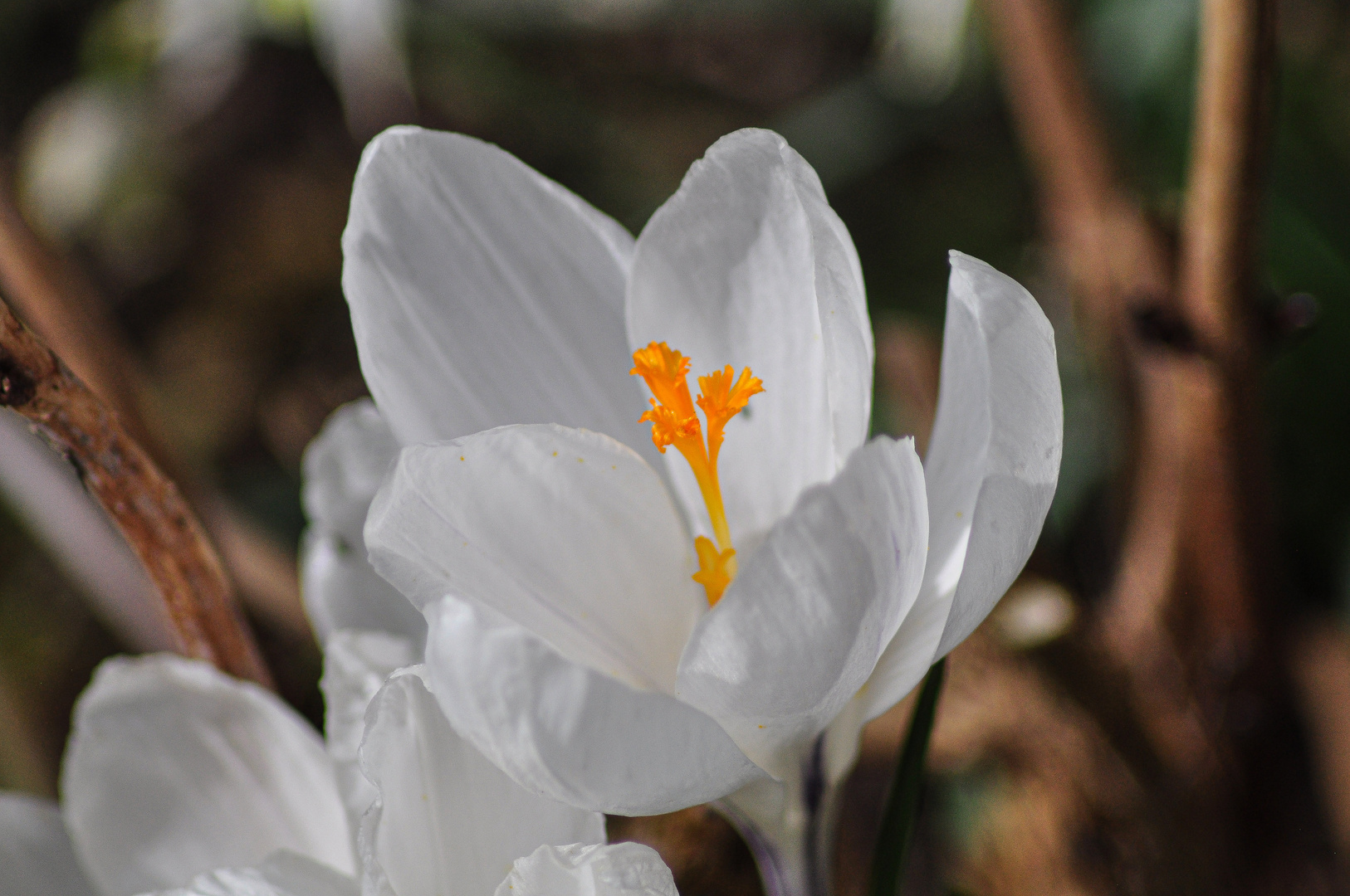 Krokus weiß