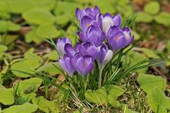 Krokus: Winter – Vertreibung gelungen