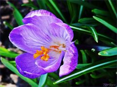 Krokus zum Wochenende