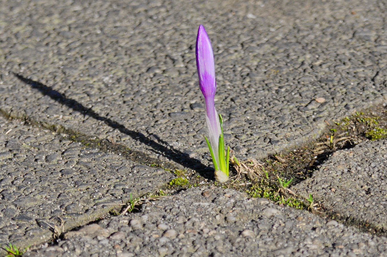 Krokus zwischen Gehwegplatten