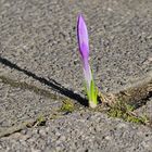 Krokus zwischen Gehwegplatten