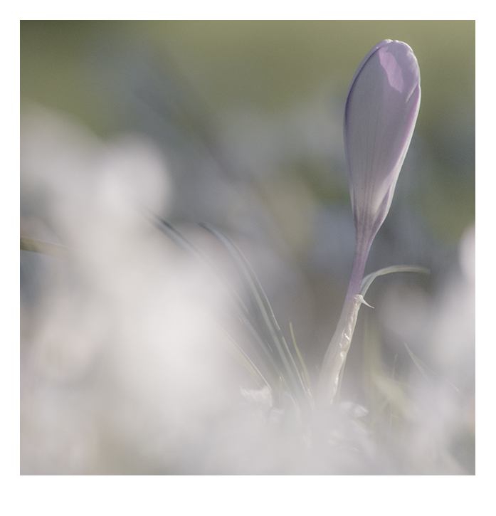 KROKUS ZWISCHEN SCILLA