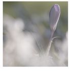 KROKUS ZWISCHEN SCILLA