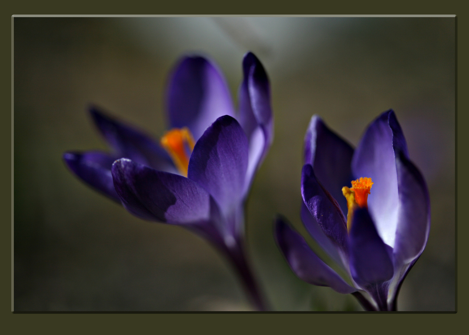 Krokus_250310